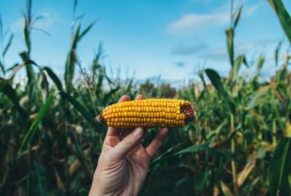 Best Corn Commodity Brokers