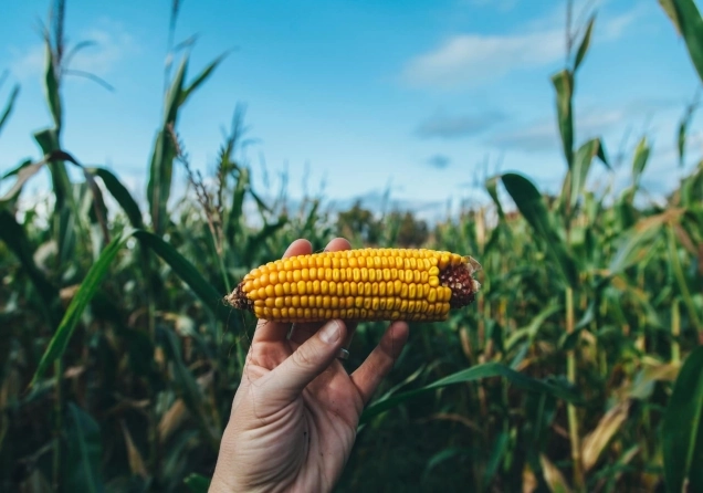 Best Corn Commodity Brokers